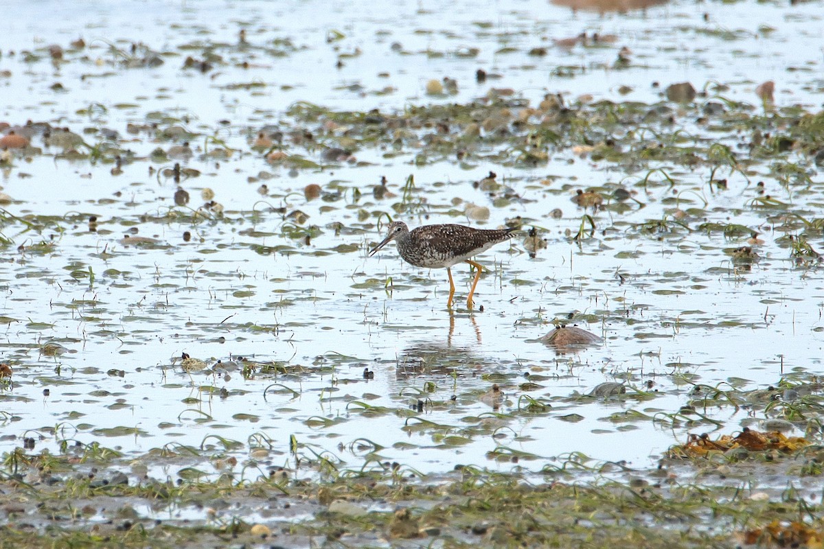 Greater Yellowlegs - ML622142638