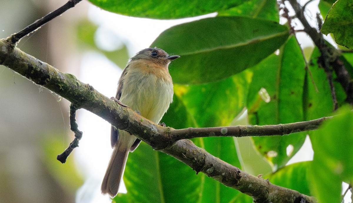 Rufous-breasted Flycatcher - ML622142639