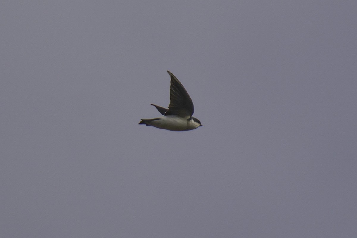 Chilean Swallow - ML622142643