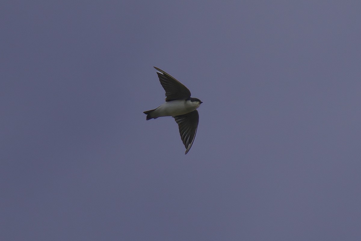 Chilean Swallow - ML622142644