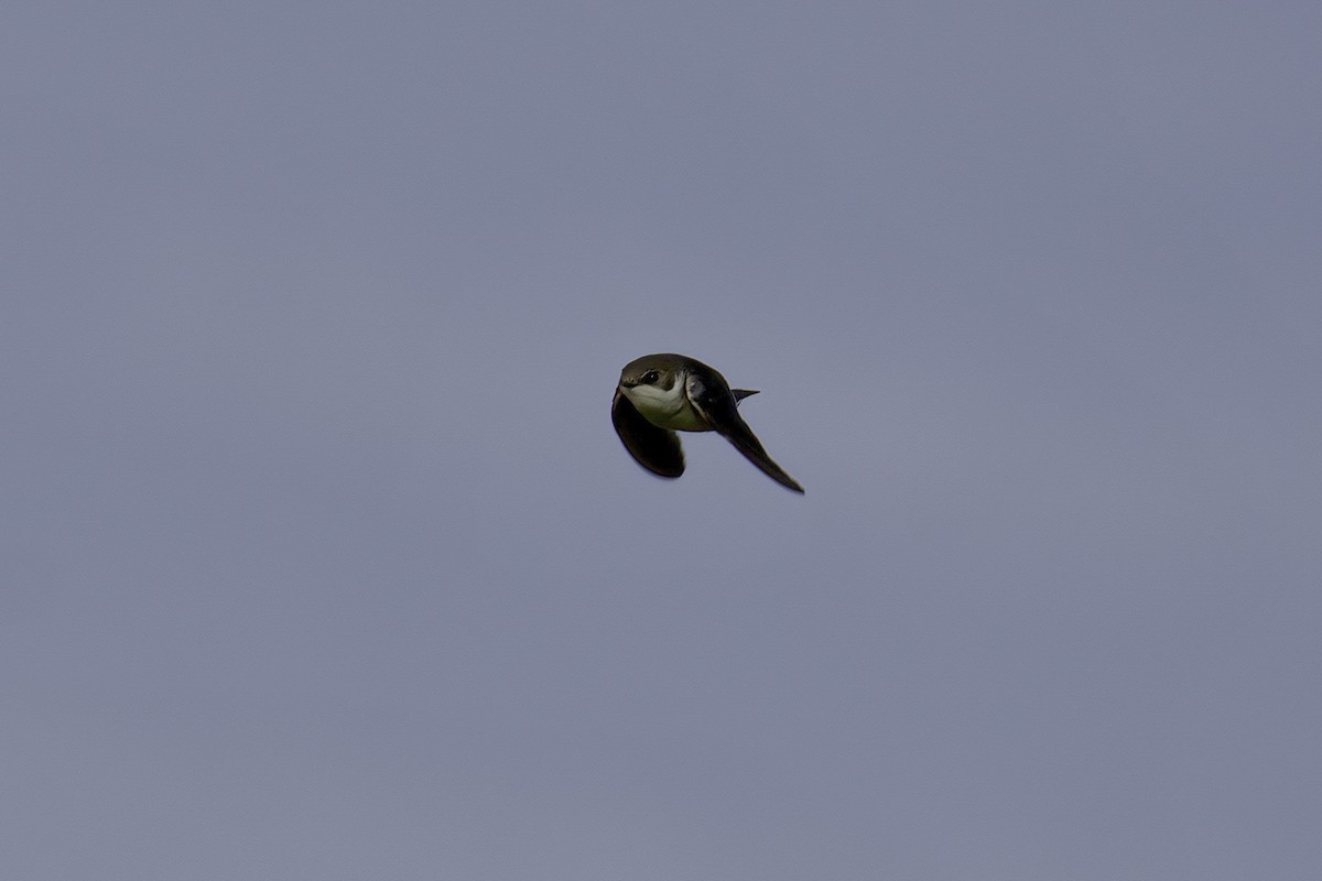 Chilean Swallow - Mark Wilson