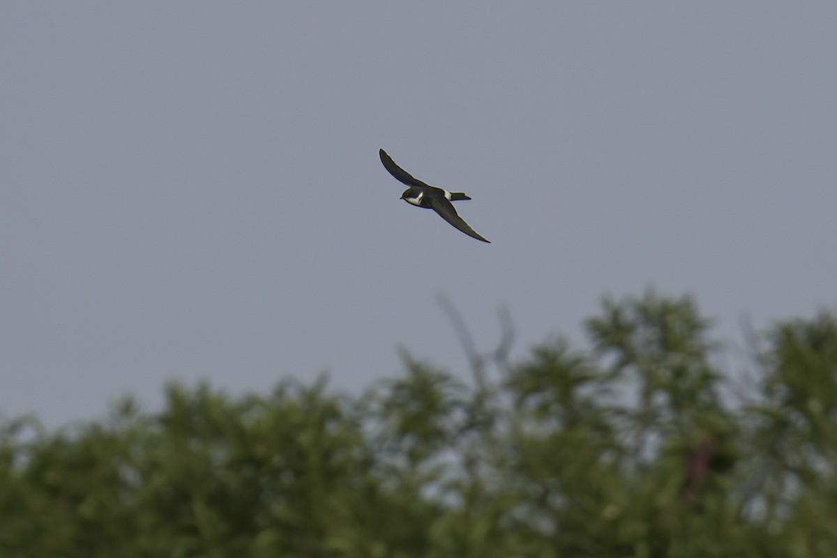 Chilean Swallow - ML622142646