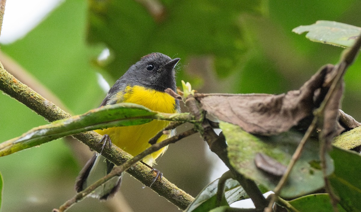 Slate-throated Redstart - ML622142647