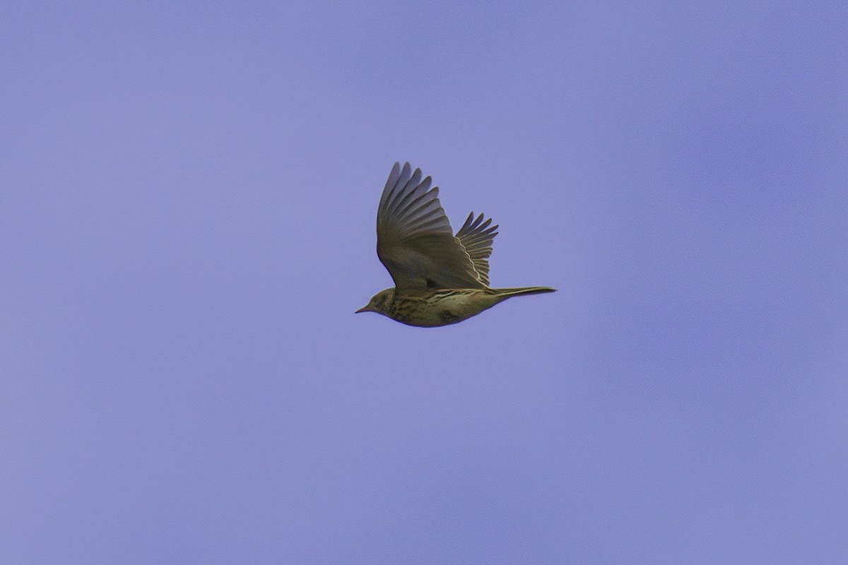 Correndera Pipit - ML622142651