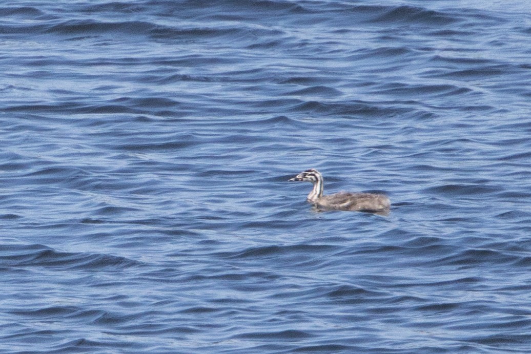 Great Crested Grebe - ML622142653