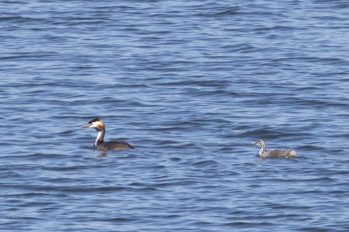 Great Crested Grebe - ML622142654