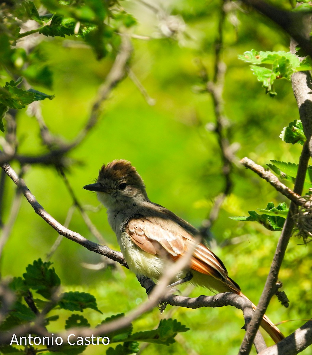 Ash-throated Flycatcher - ML622142655