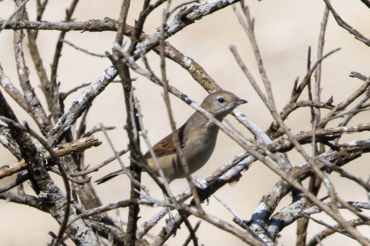Greater Whitethroat - ML622142677