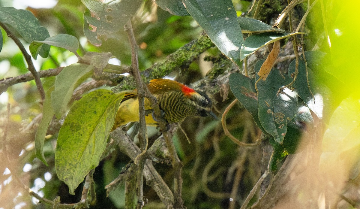 Yellow-vented Woodpecker - ML622142694