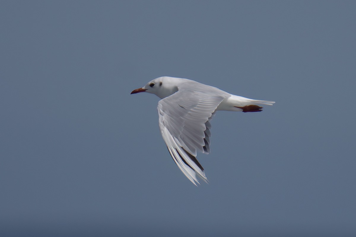 Mouette de Patagonie - ML622142742