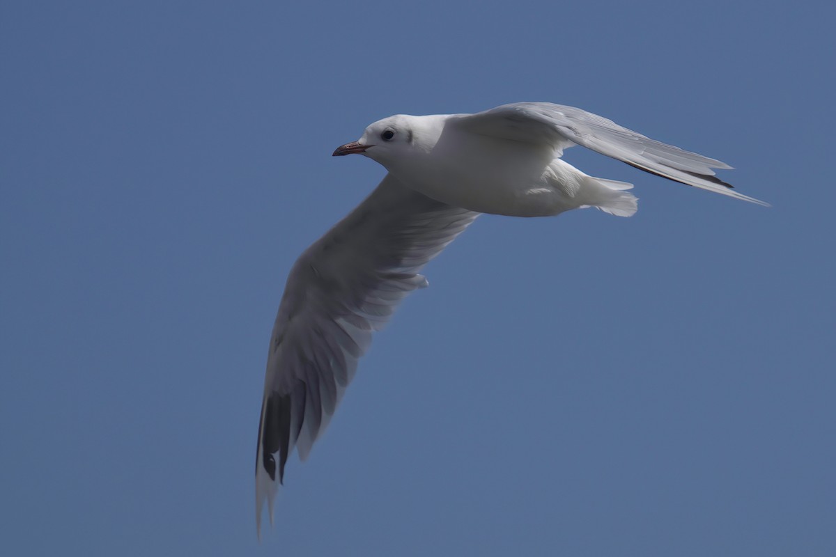 Mouette de Patagonie - ML622142743