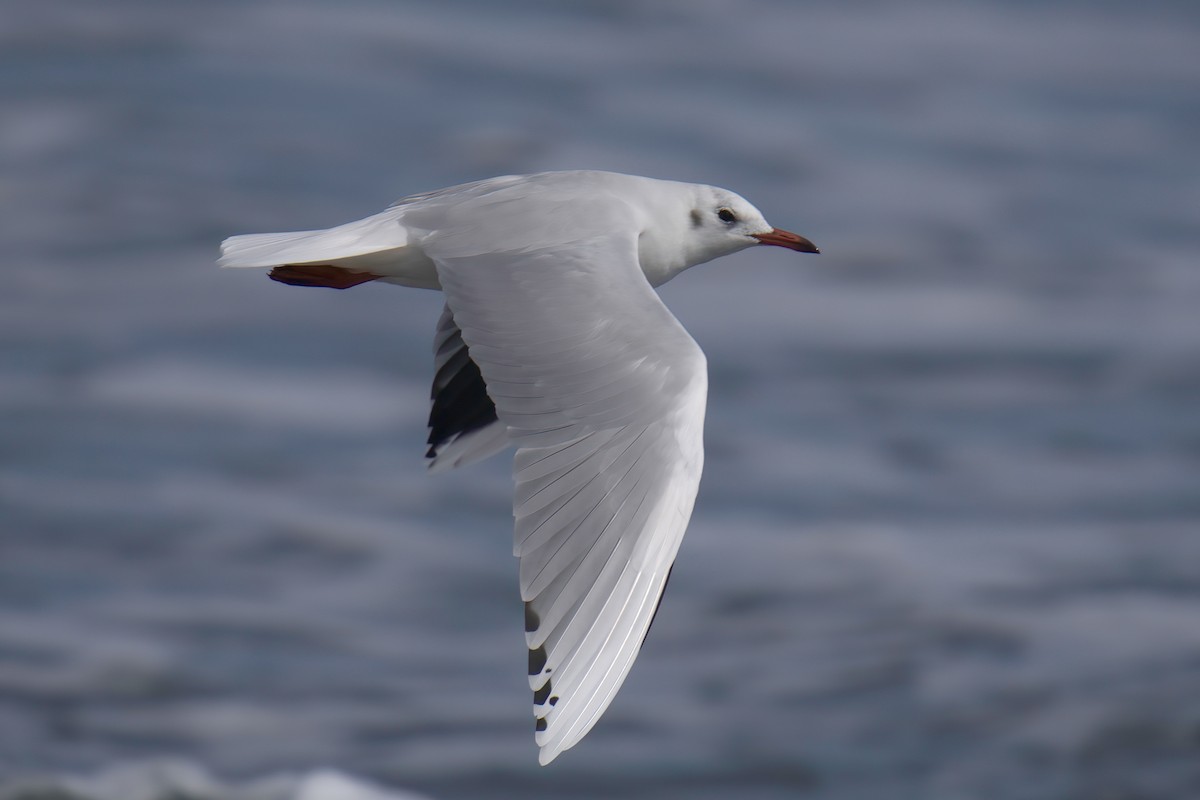 Mouette de Patagonie - ML622142744