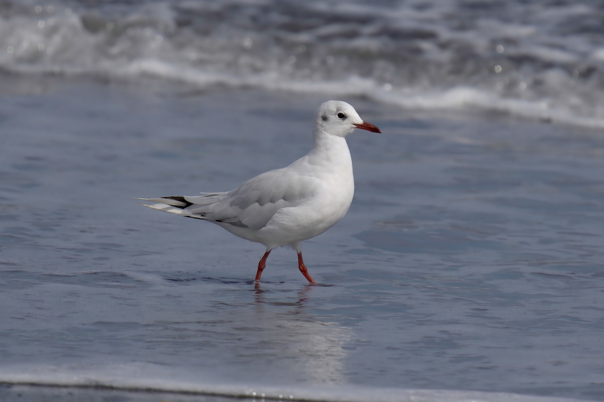 Mouette de Patagonie - ML622142745