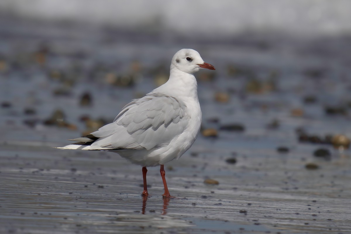 Mouette de Patagonie - ML622142746