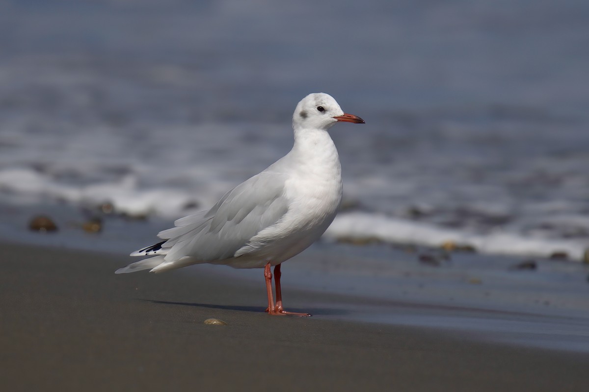 Mouette de Patagonie - ML622142747