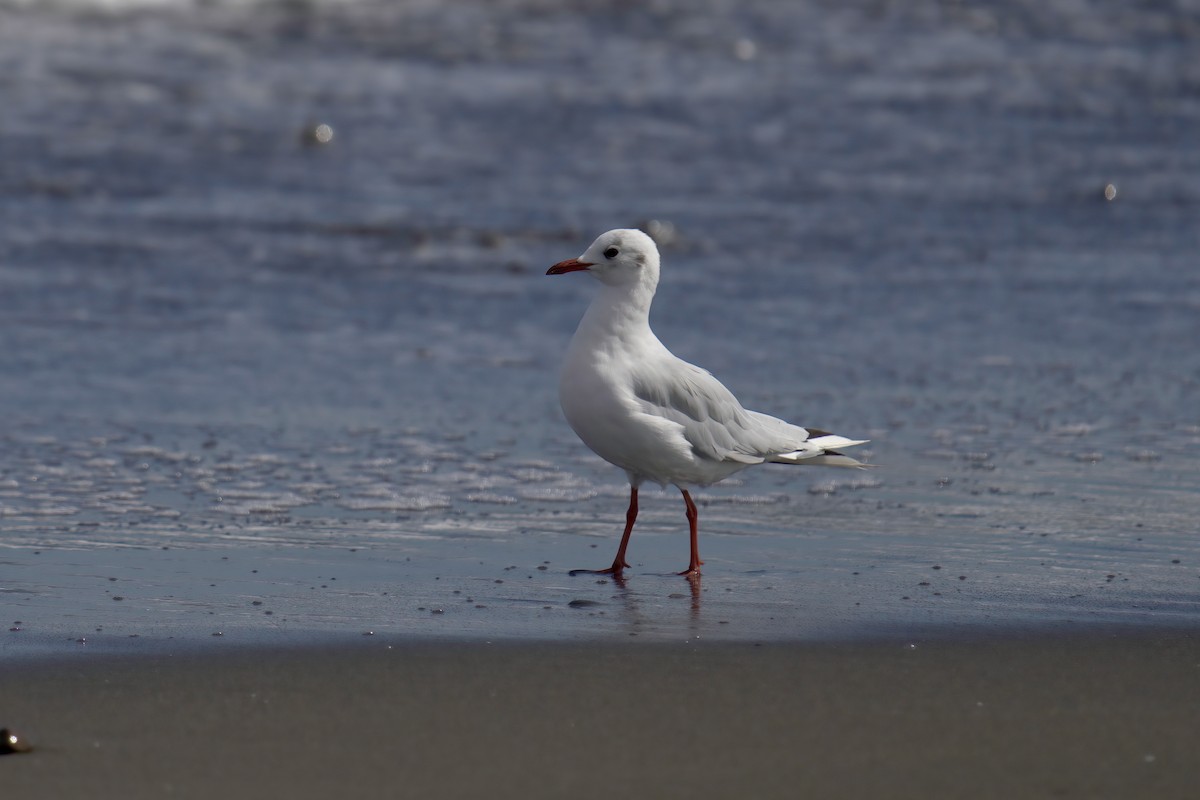 Mouette de Patagonie - ML622142748