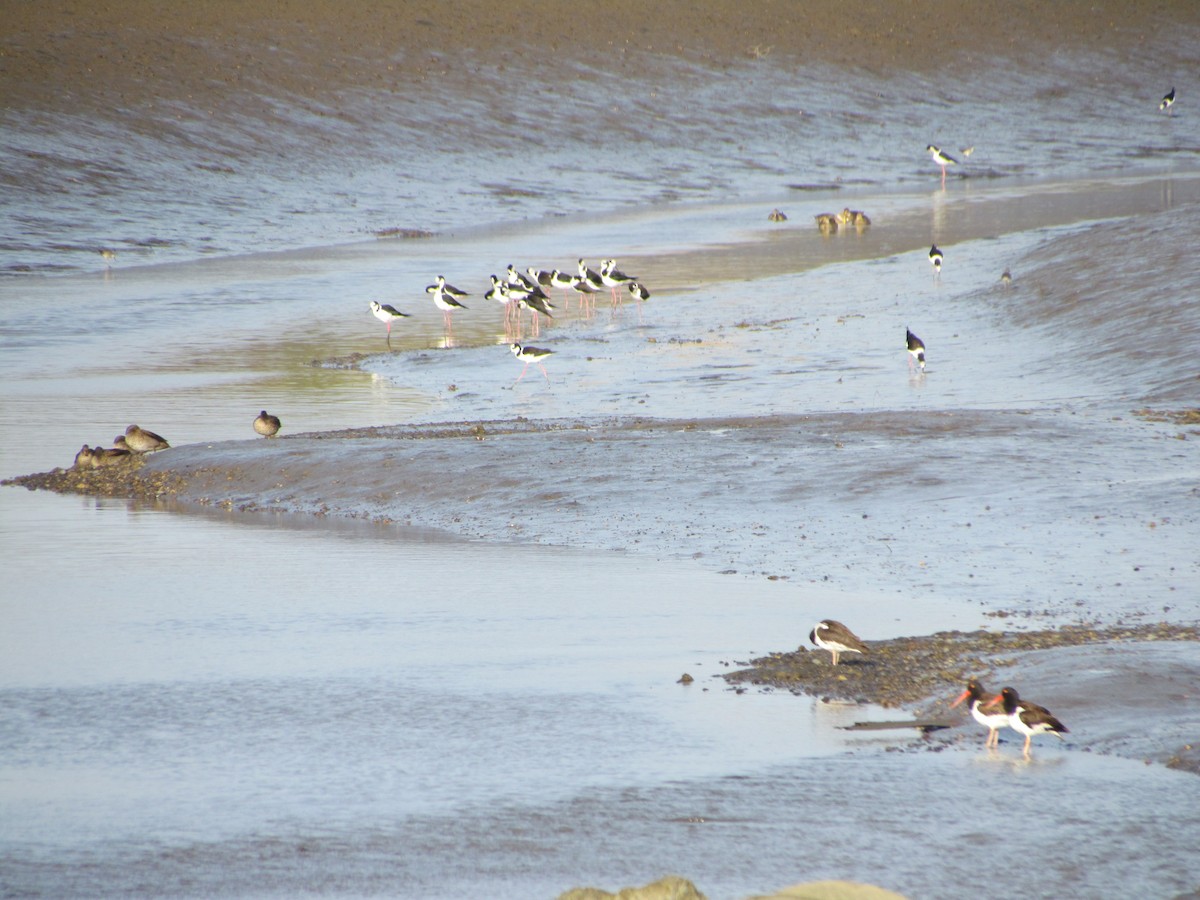 Black-necked Stilt - cynthia arenas