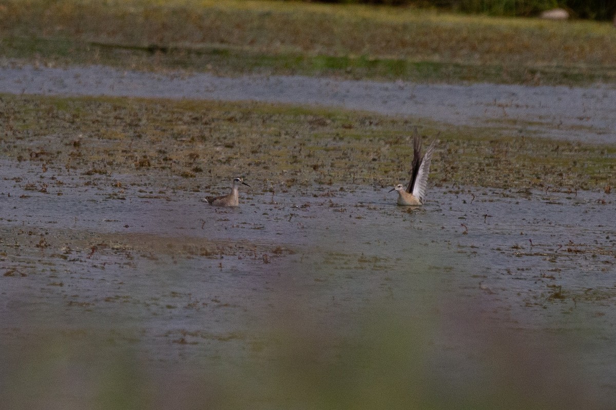 Wilson's Phalarope - ML622142757