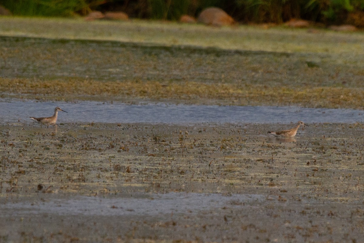 Wilson's Phalarope - ML622142758