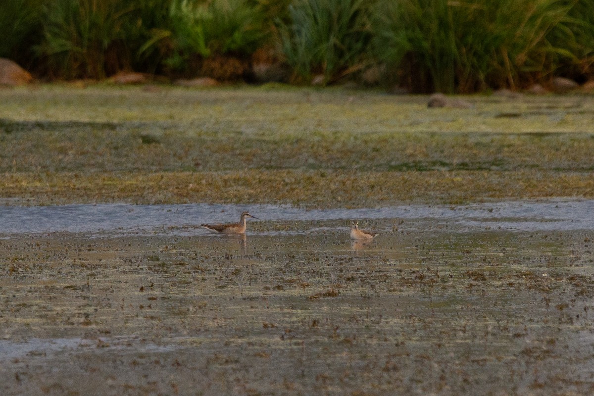 Wilson's Phalarope - ML622142759