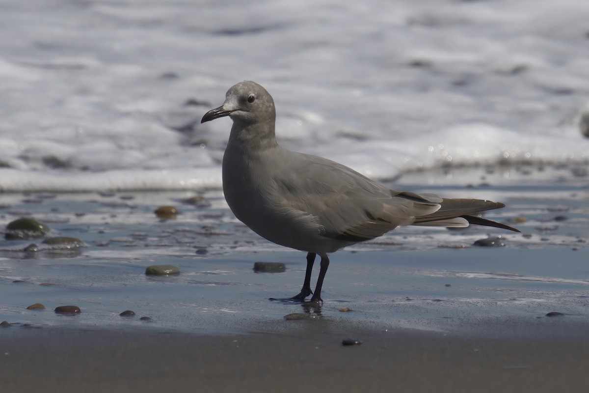 Goéland gris - ML622142761