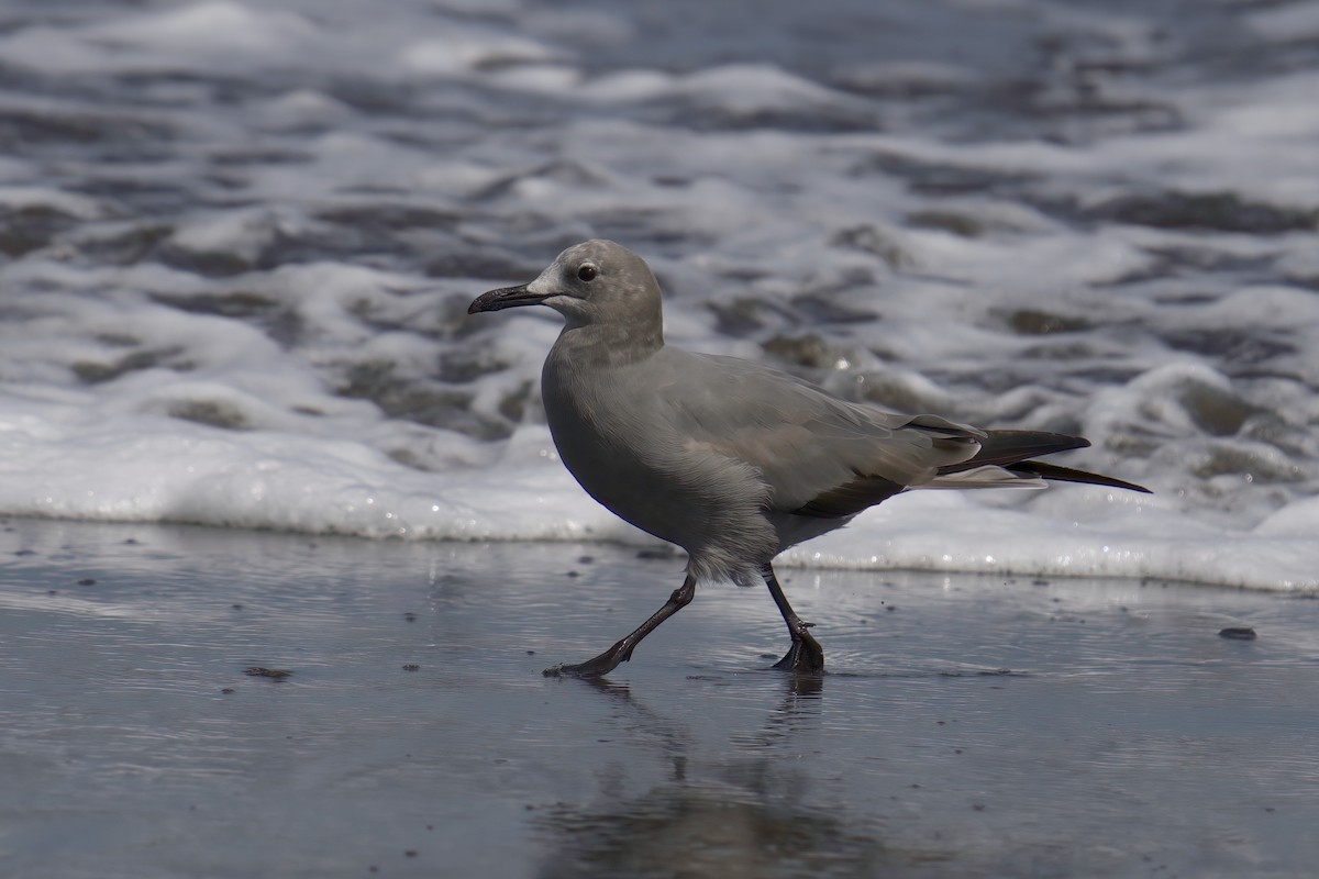 Goéland gris - ML622142762