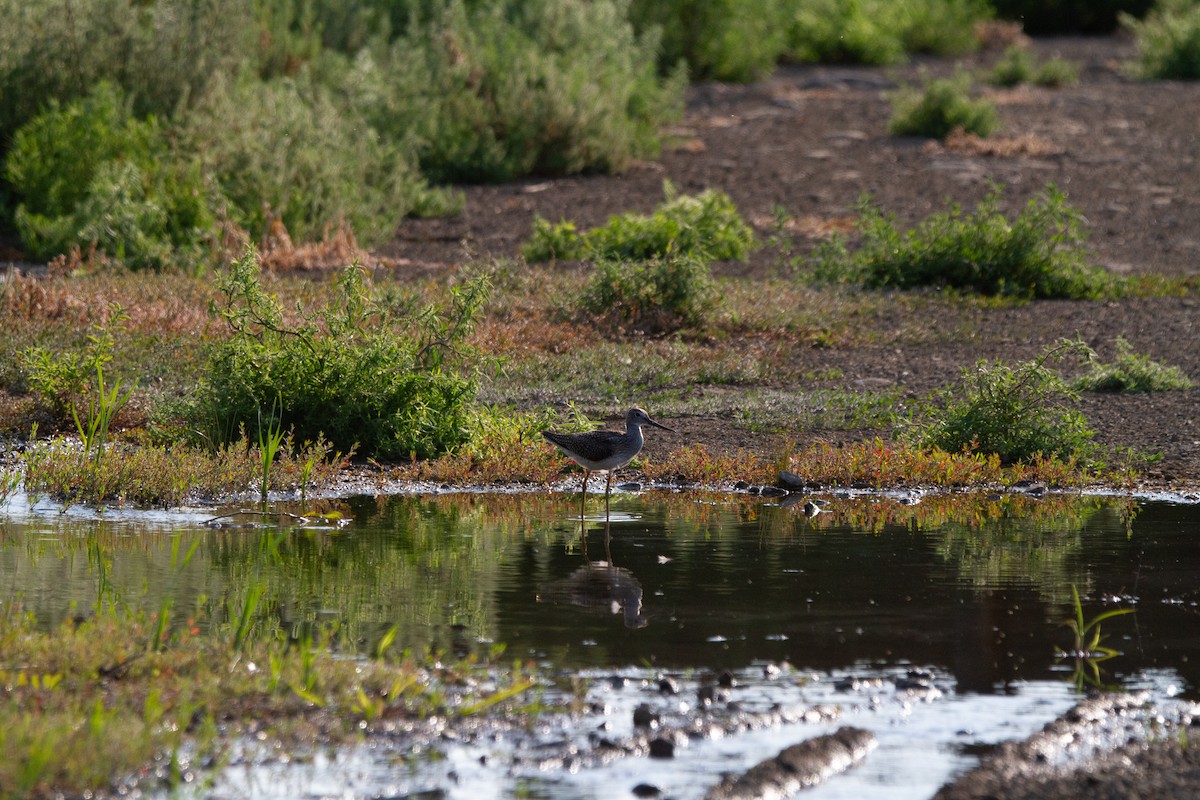 Greater Yellowlegs - ML622142775