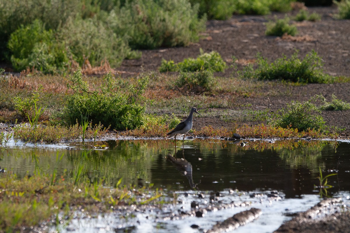 Greater Yellowlegs - ML622142776