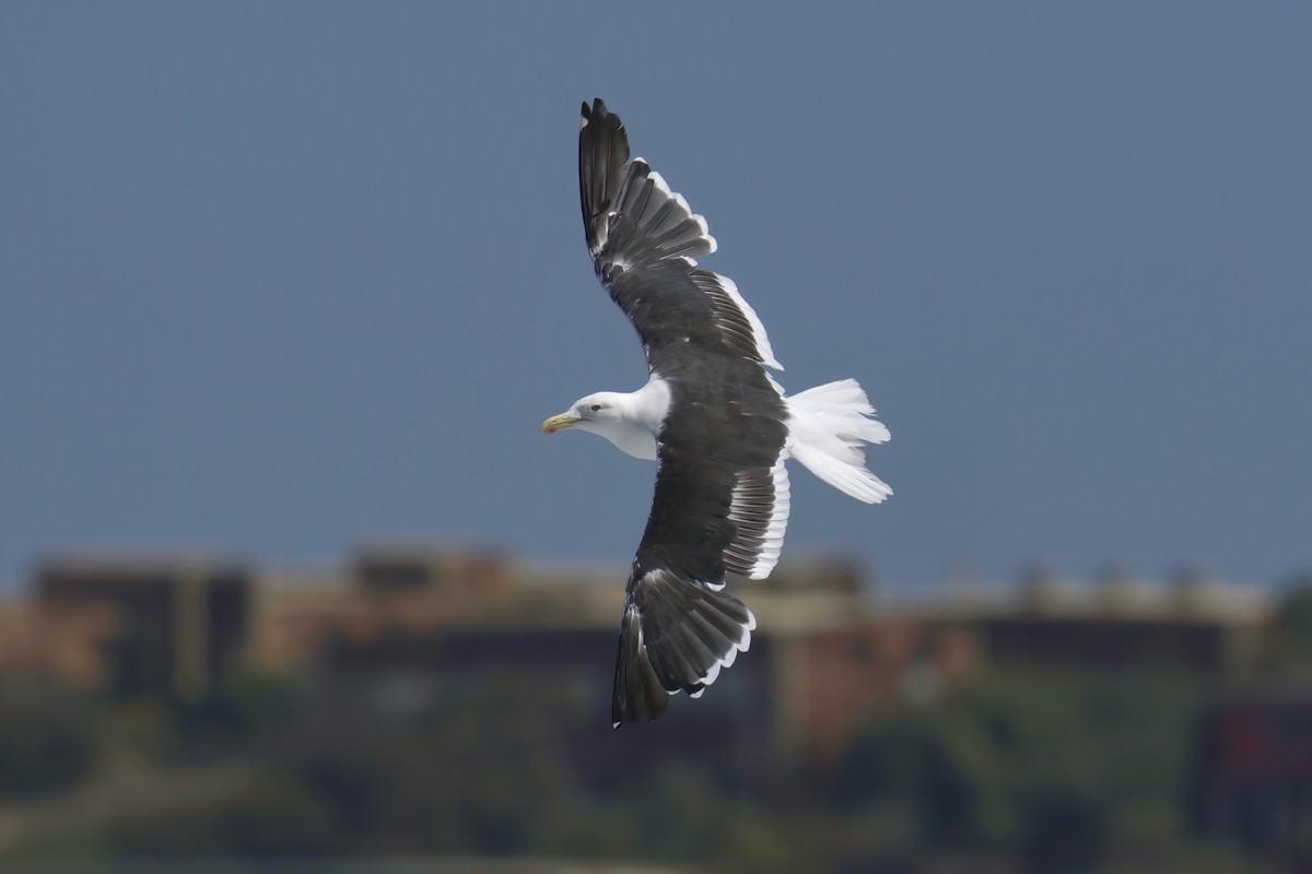 Kelp Gull - ML622142784