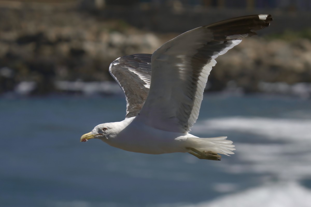 Kelp Gull - ML622142785