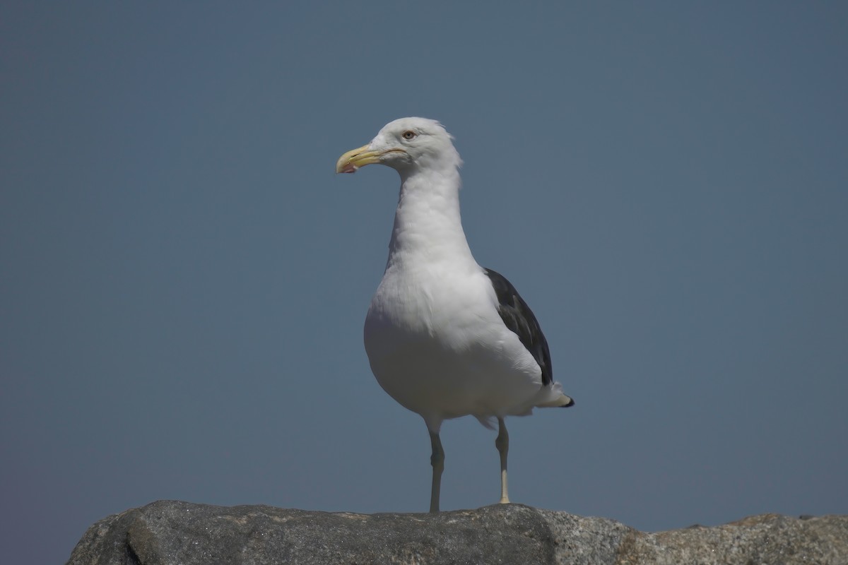 Kelp Gull - ML622142786