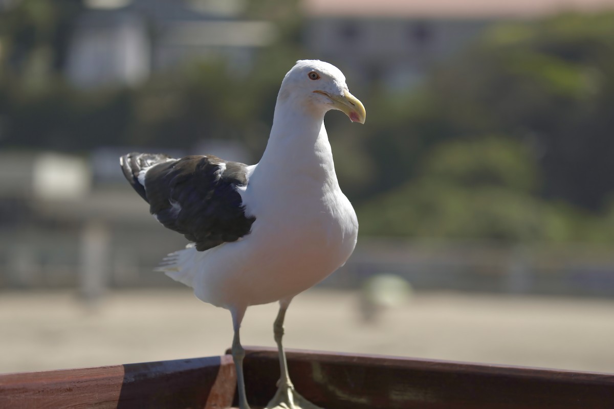 Kelp Gull - ML622142787