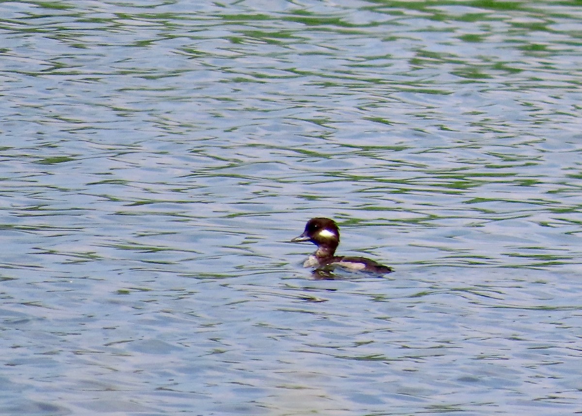 Bufflehead - ML622142792