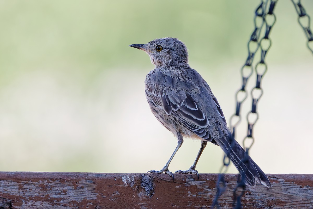 Sage Thrasher - ML622142794