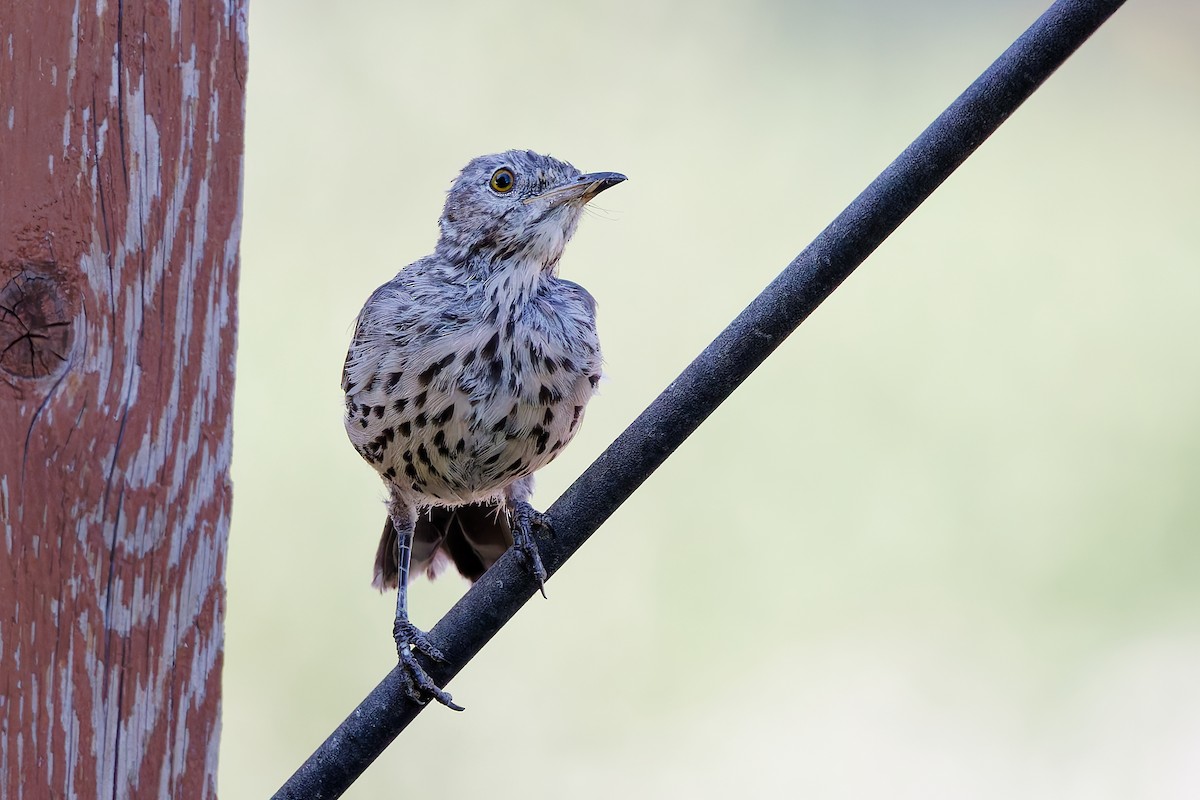 Sage Thrasher - ML622142795