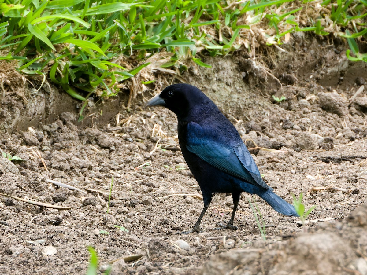 Shiny Cowbird - ML622142796