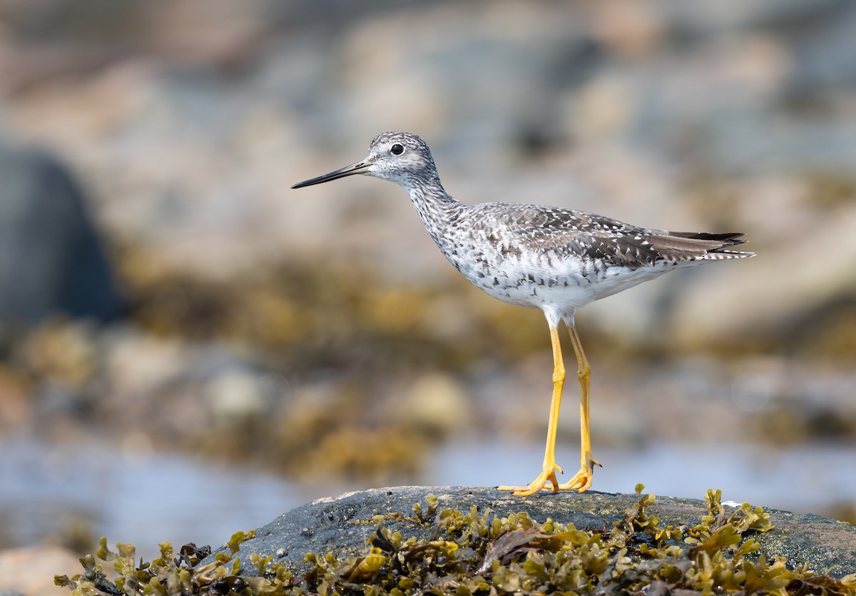 Greater Yellowlegs - ML622142797