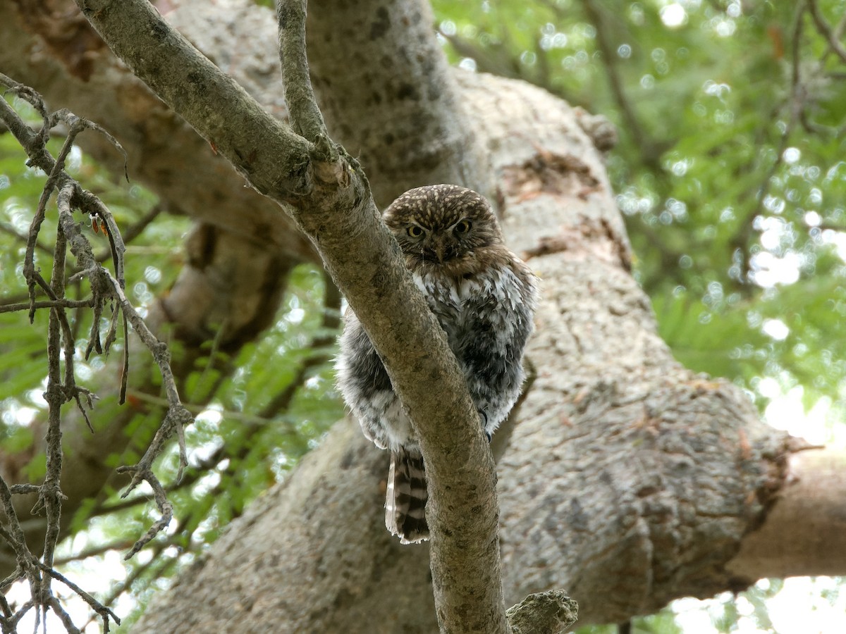 Peruvian Pygmy-Owl - ML622142798