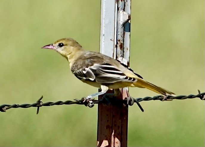 Orchard Oriole - ML622142799