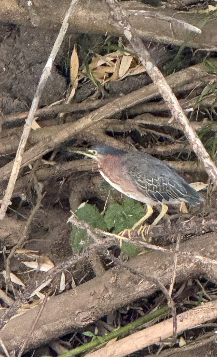 Green Heron - ML622142800