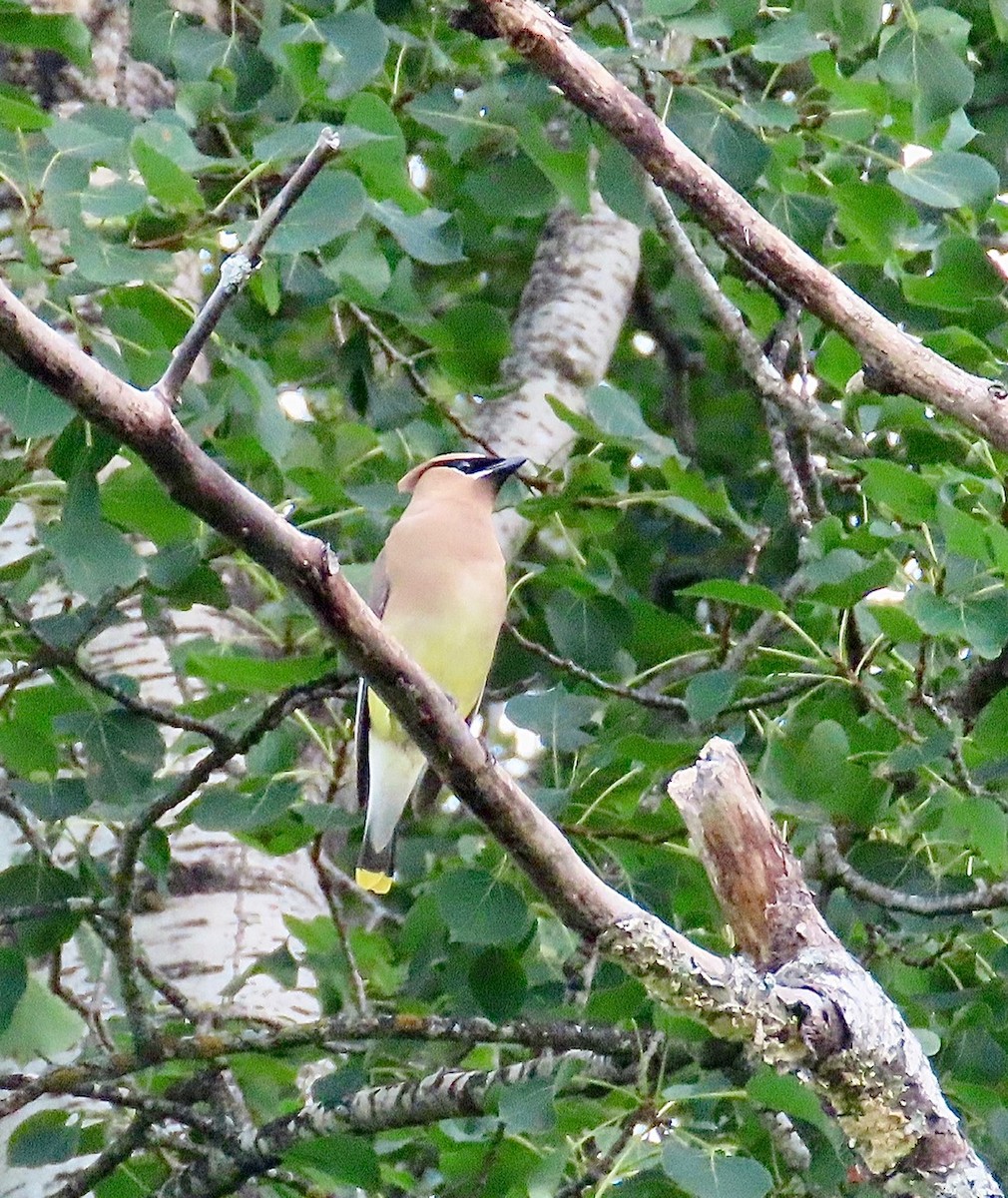 Cedar Waxwing - ML622142802