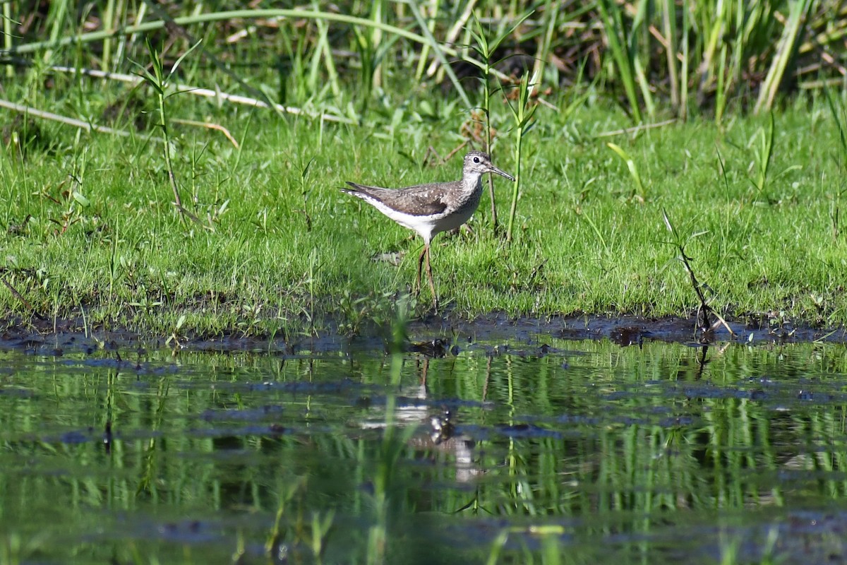 Lesser Yellowlegs - ML622142803