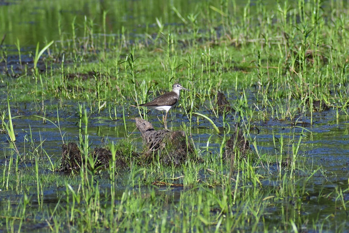 Lesser Yellowlegs - ML622142804