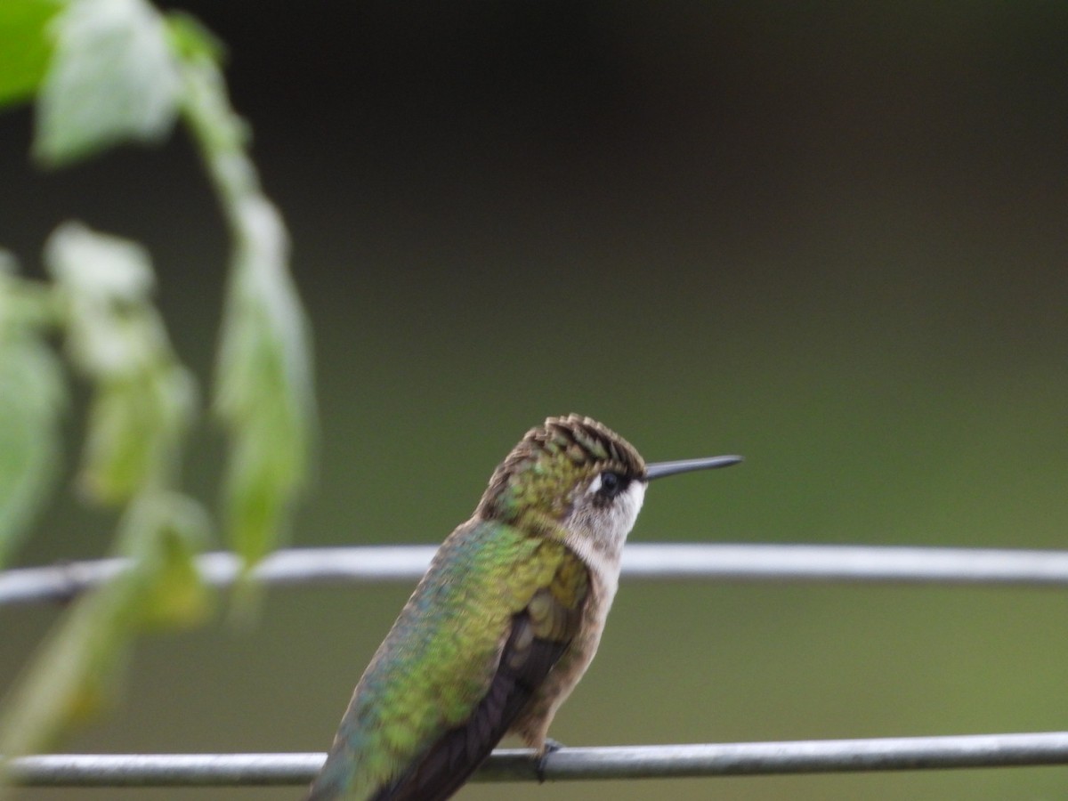 Ruby-throated Hummingbird - ML622142805