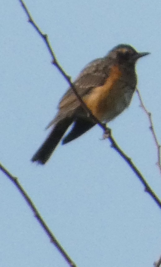 American Robin - ML622142806