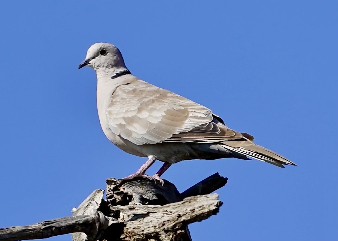 Eurasian Collared-Dove - ML622142807