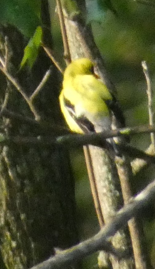 American Goldfinch - ML622142809