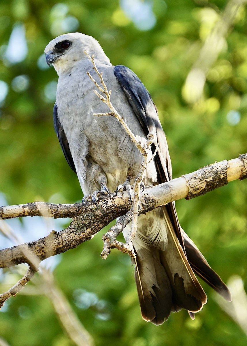 Mississippi Kite - ML622142811