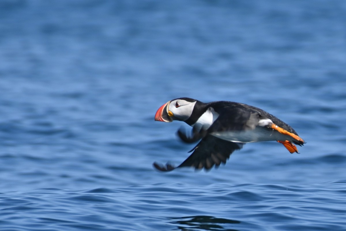 Atlantic Puffin - ML622142812