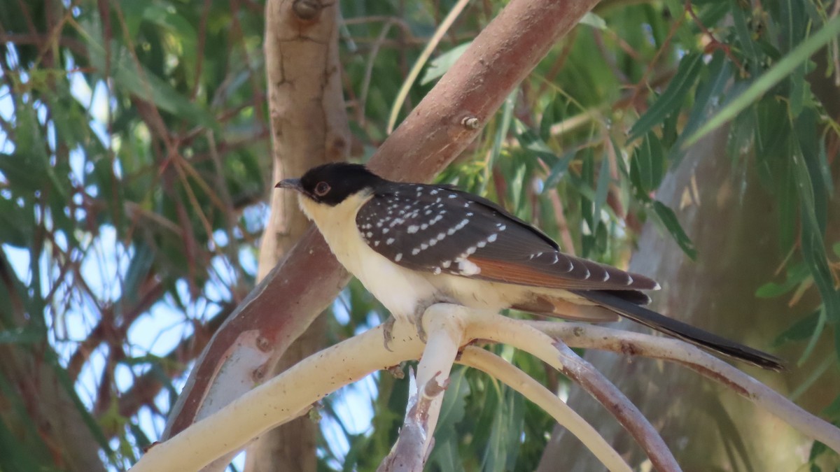Great Spotted Cuckoo - ML622142813